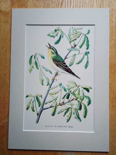 Wood warbler spring - warbler,
