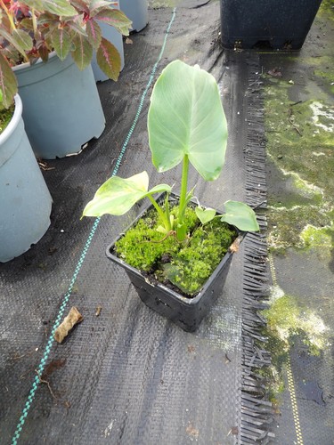 Zantedeschia pershore fantasy - zantedeschia,