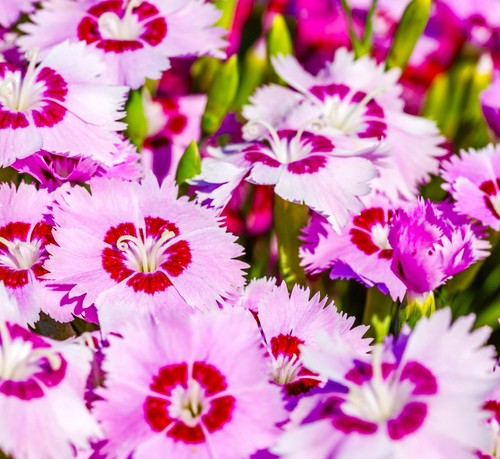Dianthus plumarius sweetness - plumarius,