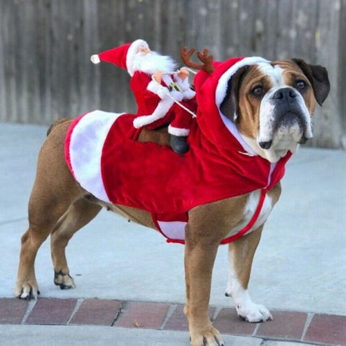 Christmas santa claus pet dog - christmas,