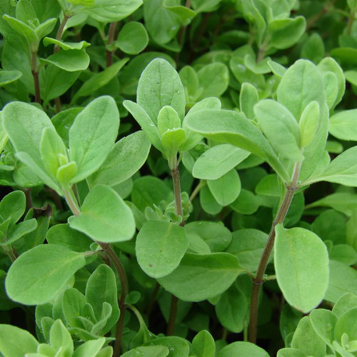 Marjoram pot garden kitchen - -,