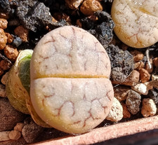 Succulent |Lithops