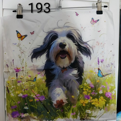 Bearded collie running soft - bearded,