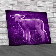 A White Suffolk Lamb Sheep Purple Canvas Print Large Picture Wall Art