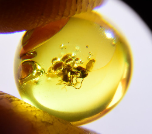 Dominican amber fossil wasp - dominican,