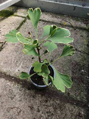 Ginkgo biloba maidenhair tree - biloba,