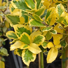 Holly Tree Ilex Hardy Berry