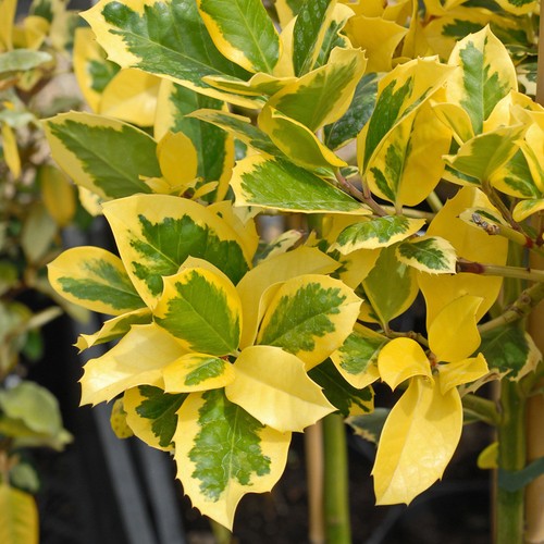 Holly tree ilex hardy berry - ilex,
