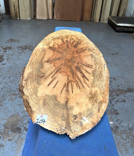 Ambrosia maple cookie oval - /,