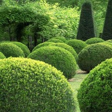 3 x Buxus Sempervirens –