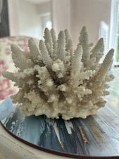 Vintage Beautiful Coral Stag Horn Natural 280g Weight Good Display Size