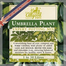 Umbrella Plant Premium Soil