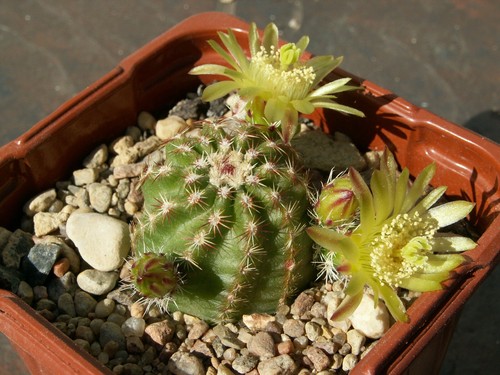 Echinocereus viridiflorus hmp - echinocereus,