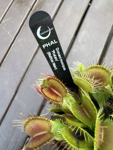 Venus flytrap phalanx - venus,