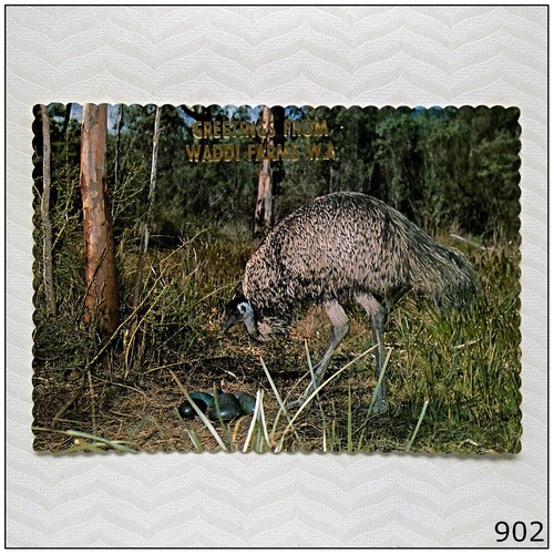 Waddi farms emu - wa, nest