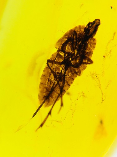 Burmese burmite cretaceous - burmese,