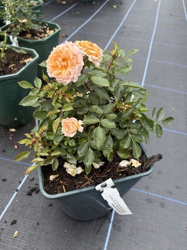 Miniature patio rose plant - miniature,