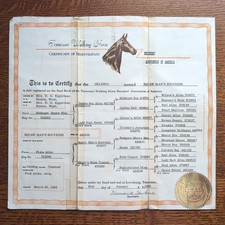 1965 Tennessee Walking Horse