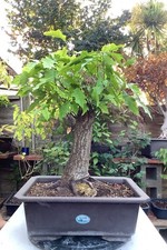 Impressive Mature Pin Oak