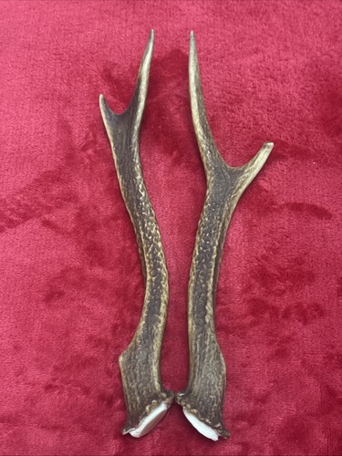 Pair sika deer antlers - sika,