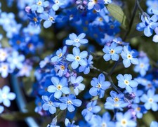 Blue Mini Forget Me Not Hanging Basket Flower - 150x Seeds