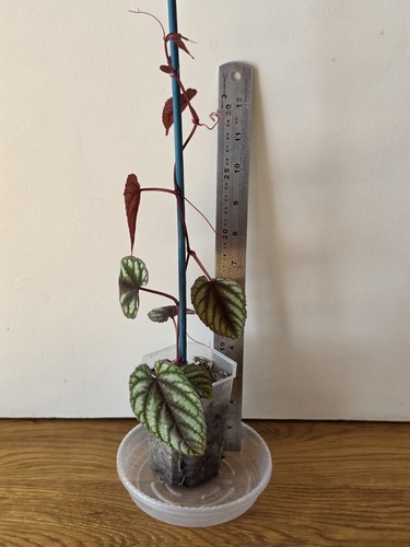 Cissus discolor rex - cissus, (rex