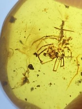 Small Clear Spider Fossil