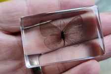 Real MOTH / Butterfly Bug Insect Preserved in Resin  Paperweight Animal Amber