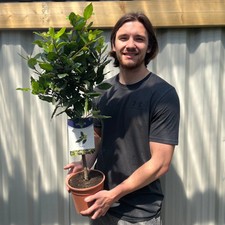 Standard Bay Tree | Laurus nobilis