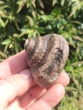 gastropod ( sea snail Ammonite