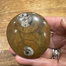 Button Ammonite From Atlas