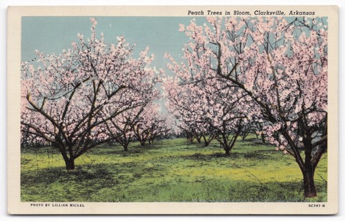 Vintage linen postcard peach - vintage,