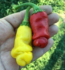 PETER PEPPER YELLOW \ RED