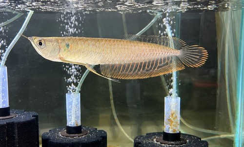 Silver arowana inches live - 6,