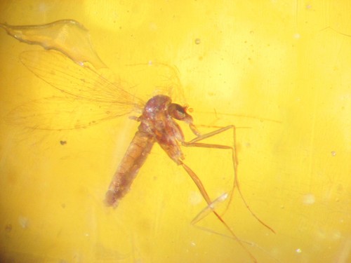 Pliocene amber kenya africa - pliocene,