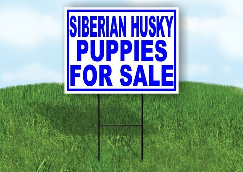 Siberian husky puppies - siberian,