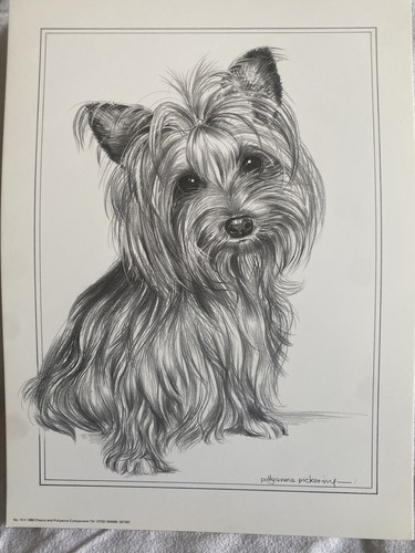 Pollyanna pickering yorkie dog - pickering,