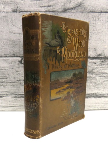Sea shore wood - sea-shore,, and