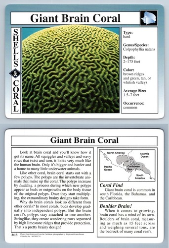 Giant brain coral - brain,