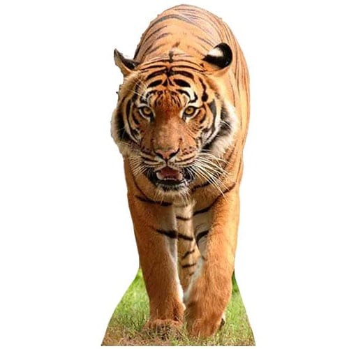 Tiger lifesize cardboard - lifesize,