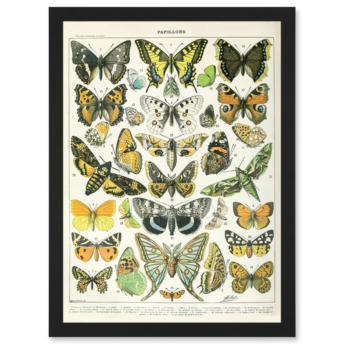 Butterflies moths - butterflies,