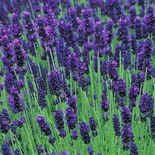 Pack x6 English Lavender