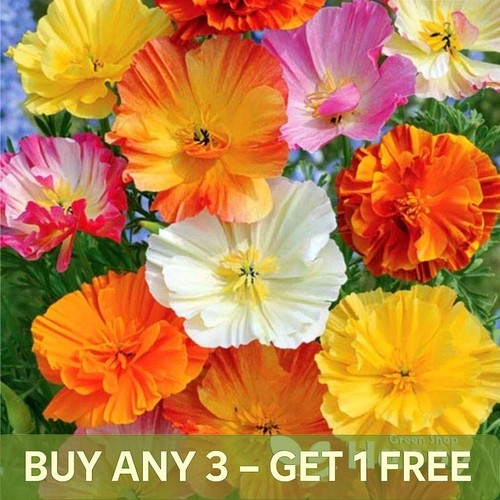 California poppy ballerina - california, mix