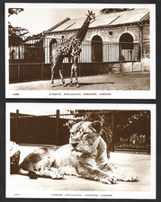2 X 1910 LONDON ZOO LIONESS & GIRAFFE ZOOLOGICAL GARDENS REAL PHOTO POSTCARD
