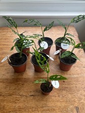 Monstera Obliqua Peru (RARE)