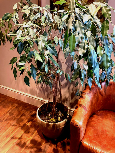 Weeping fig tree pot - pot, feet
