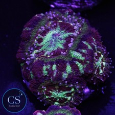 CS CS New Release Molten