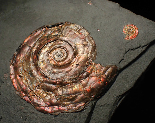 Large iridescent