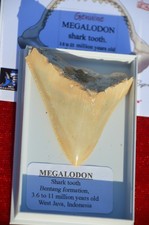 WOW, Genuine MEGALODON SHARK