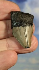 Megalodon juvenile shark - juvenile,